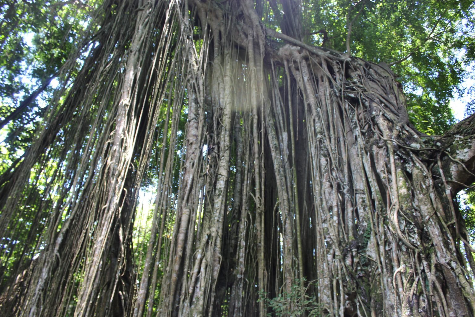 Großer Banyanbaum mit herabhängenden Luftwurzeln in einem dichten, grünen Wald.