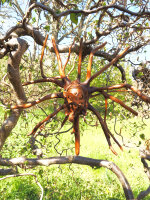 Baumwurzel mit Ganeshakopf, 40cm