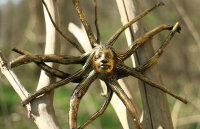 Baumwurzel mit Buddhagesicht, 40cm