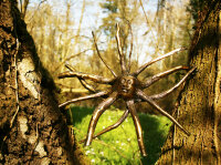 Baumwurzel mit Buddhagesicht, 40cm