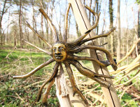 Baumwurzel mit Buddhagesicht, 40cm