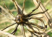 Baumwurzel mit Buddhagesicht, 40cm