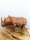 Handgefertigtes Holz-Nashorn – Unikat, robust und charmant
