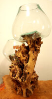 Teakwurzel mit  2 Gläsern, ca. 45 cm
