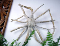 Baumwurzel mit Sonne, 40cm