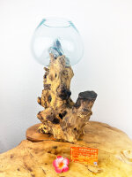 Teakwurzel mit 1 Glas, ca. 35 cm